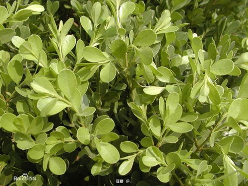 鸡爪槭：高大威猛的树中王者