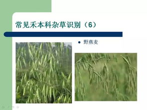 小麦田除草剂使用注意事项大揭秘