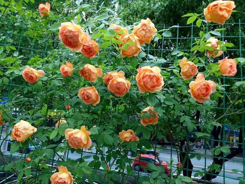 种植藤本月季的时节