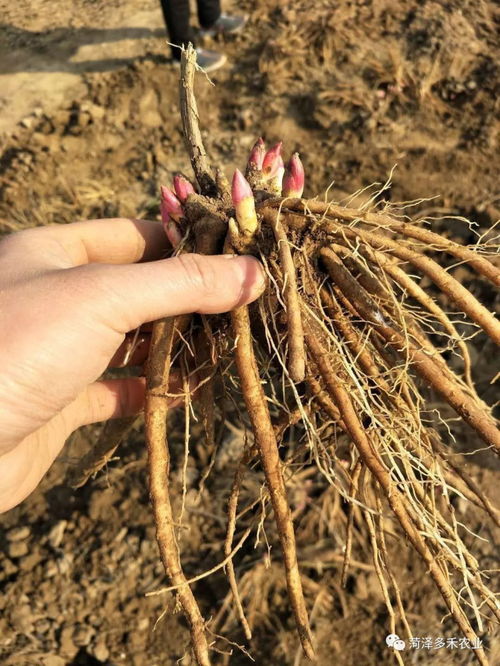“芦根挖掘的最佳时间是什么时候？有哪些注意事项