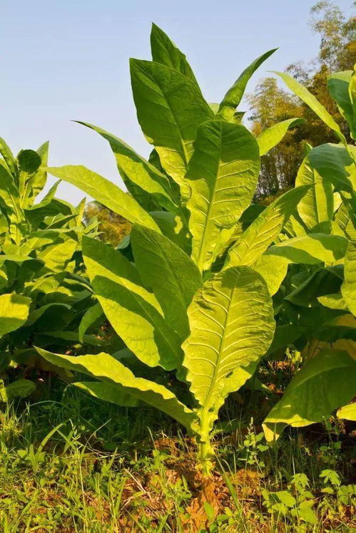 烟草病虫害防治技术中，如何有效运用生物防治方法降低烤烟病虫害发生