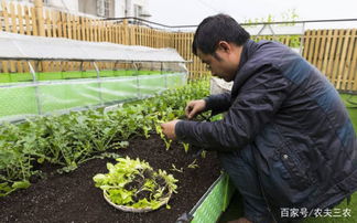 适合7月长江中下游种植的蔬菜