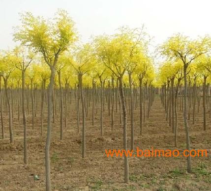 绿化苗木国槐， 美丽家园的守护者