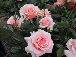 月季品种大盘点：北方冬季种植指南