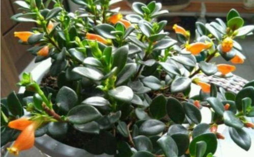 微型月季的香气之谜：艾帕索的独特魅力