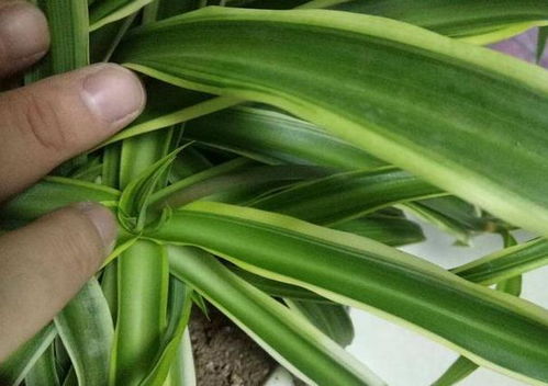 避免黄叶和烂根