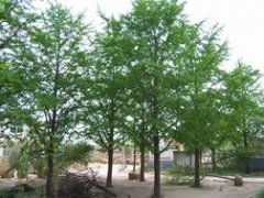 一、银杏树，你知道多少？