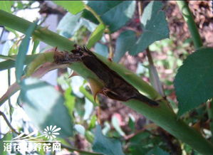化学防治：科技的利剑