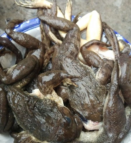 林蛙油：大自然的宝藏， 滋养之道的奥秘