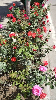 橘珊瑚月季优缺点