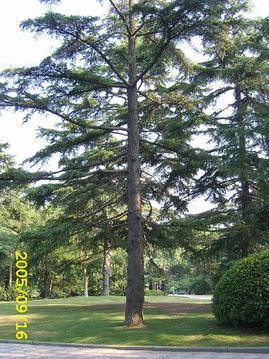 先说说得说说松树的种类和规格