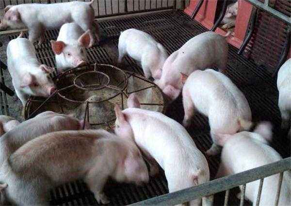 夏季断奶保育猪如何科学管理才Neng提高成活率？