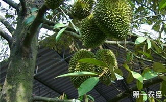 雪松在北方种植的可行性探讨