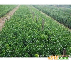 广东粤北苗木基地：粤北地区的绿意盎然之地