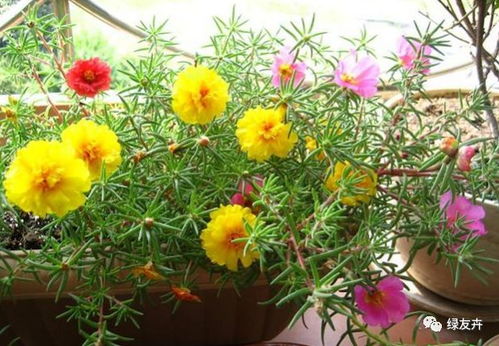 太阳花：阳光下的顽强生命