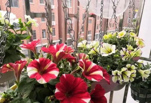 换盆后哪些花卉适合晒太阳？