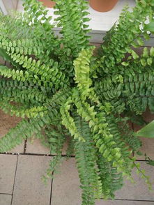 一年生与多年生植物：如何选择