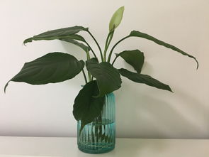 懒人养植指南：绿植选择与养护秘诀