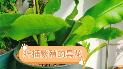 凌霄花扦插繁殖时如何正确选择插穗和掌握最佳生根时间