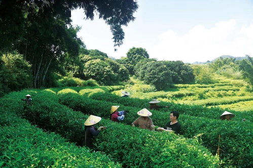 揭秘罗定茶油树育苗技术，打造顶级茶叶品质基地电话