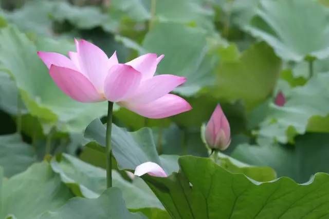 第一招：遮阳是关键