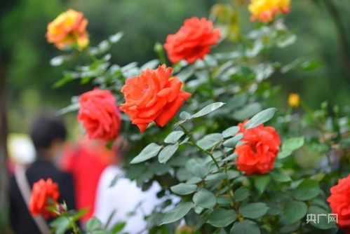 月季花， 美丽中的小秘密