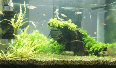 维生素B12的神奇效果