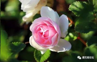 哇塞，雷月季的光线咋这么柔呢？