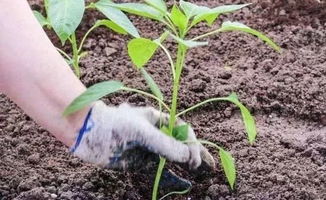 恶霉灵灌根促进根系生长，一般多久见效？使用时有哪些注意事项？