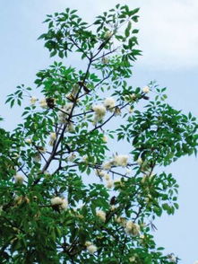 树枝去皮的方法是怎样的？