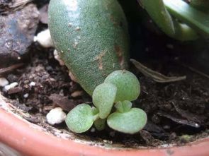 阳台种药真神奇，见效快不快？