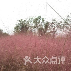 惯与粉黛乱子草的种植，你了解多少？