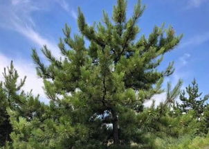 南北种植对照表