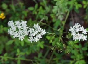 种植方法，你真的懂吗？