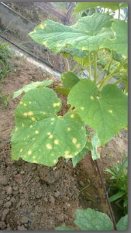 黄瓜叶子黄斑的病因