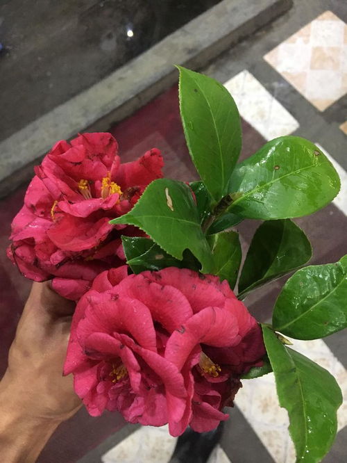 山茶花， 植物界的瑰宝