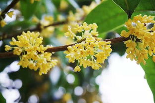 桂花树的美丽风景
