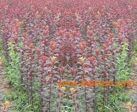 紫叶李种植：一亩地种多少棵才合适？