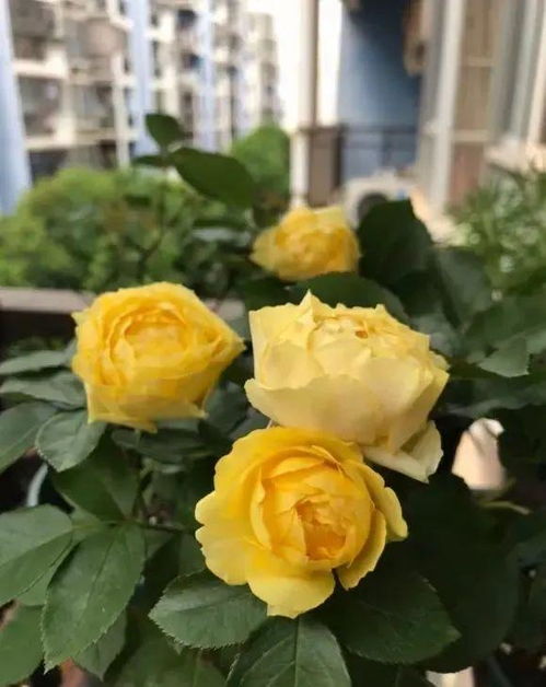 秋天和冬天的施肥要点