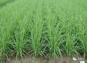 水稻返青分蘖期是关键管理时期，需关注土壤水分、养分供应和病虫害防治