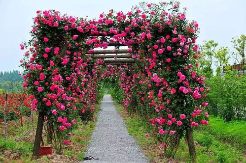 月季花：为瓷dou增添无限生机