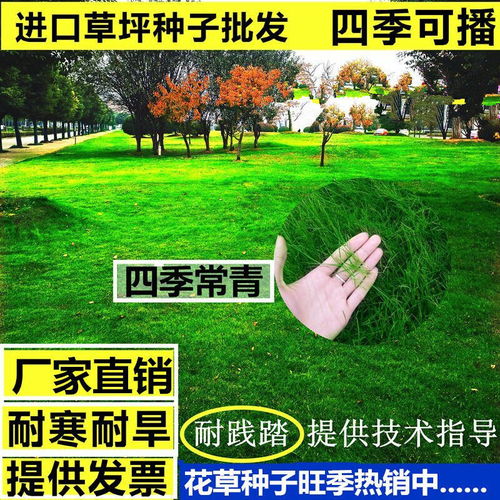 草坪品种大盘点：懒人必备