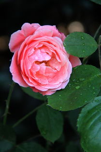 北京市花是月季花？这其中的故事你知道吗