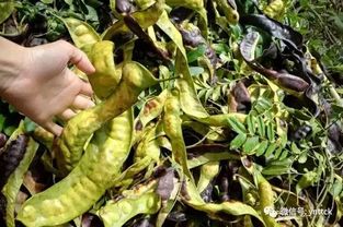 一、 皂角米的南北差异