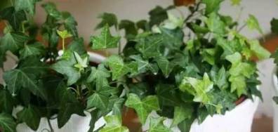 可嫩是主要原因是温度