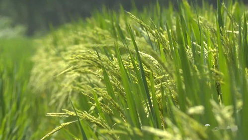 破口期， 虫害防治的重头戏