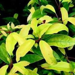 树木铁锈病是怎么引起的呢？