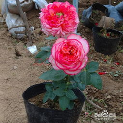 肥料的选择和稀释