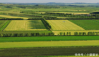 博落回种植之谜：一亩地种多少棵才好？