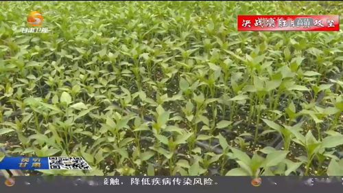 茺蔚子是啥？种植有讲究